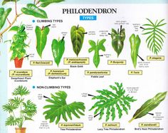 the different types of plants and their names