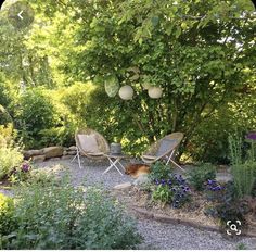 two lawn chairs sitting on top of a gravel ground next to trees and flowers in a garden