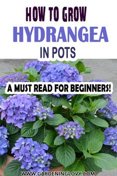 Amazing 25 Potted Hydrangea Care + Grow Tips Hydrangea In A Pot Planters, Grow Hydrangea In Pots, Hydrangea Pots Planters, Growing Plants In Pots, Potted Hydrangea Patio, Hydrangea Potted Planters, Hydrangea In Containers, How To Grow Hydrangeas In Pots, Hydrangeas In Pots Planters