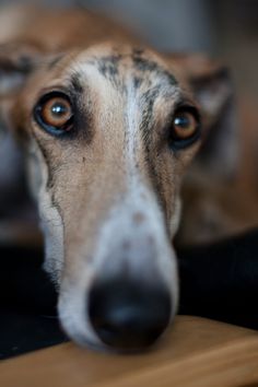 a close up of a dog's face on a wooden table with it's eyes wide open