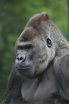 a close up of a gorilla with trees in the background