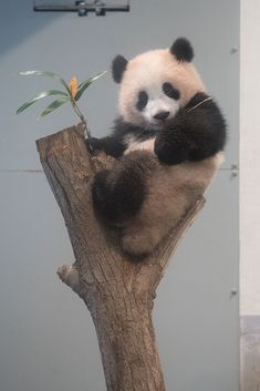 a panda bear sitting on top of a tree branch with its paw in the air