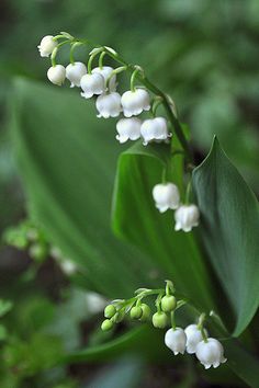 white flowers and green leaves in the woods