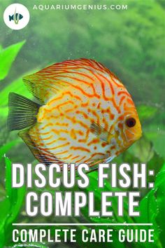 discus fish complete care guide for aquariums