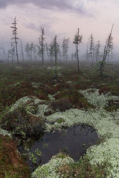 a swampy area with lots of trees and plants in the foreground on a foggy day