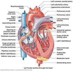 the anatomy of the heart and its major vessels