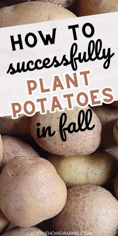 potatoes with the title how to successfully plant potatoes in fall