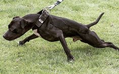 a black dog is running in the grass with a leash on it's neck