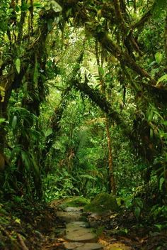 a stone path in the middle of a lush green forest