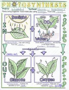 the diagram shows different stages of photosyntheism and how to use them in this project