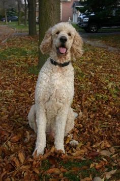 a dog sitting in the leaves next to a tree