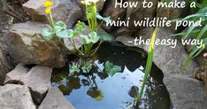 there is a small pond in the middle of some rocks and grass with a quote about how to make a mini wildlife pond