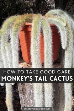 monkey's tail cactus grow and care Monkeys Tail Plant, Monkey Tail Plant, Monkey Cactus, Succulents Garden Outdoor, Stop Weeds From Growing, Monkey Tail Cactus, Monkey Plant, Diy Self Watering, Cactus Varieties