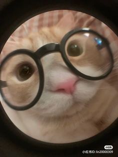 a cat looking through a magnifying glass with its nose sticking out and wearing glasses