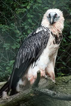 a large white and black bird sitting on top of a tree branch in front of a chain link fence