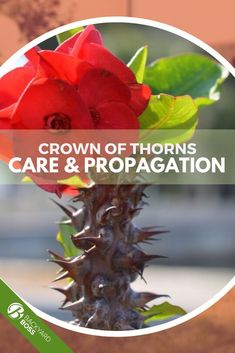 a close up of a flower with the words crown of thorns care and propagation