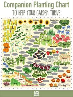 an illustrated garden chart with the words companion planting chart to help your garden thrve