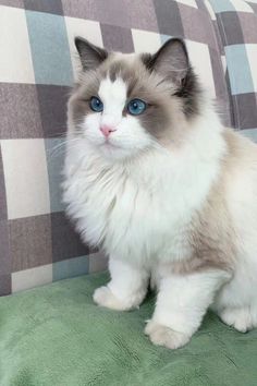 a white and gray cat sitting on top of a green couch next to a pillow