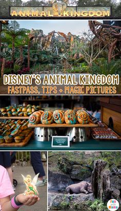 disneyland's animal kingdom fastpass tips and magic pictures