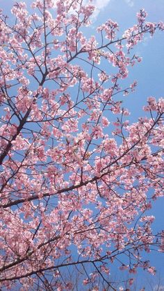 pink flowers are blooming on the branches of trees in front of a blue sky