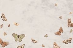 many different butterflies flying in the air