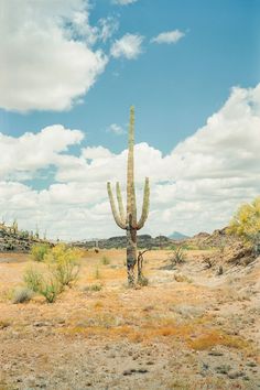 A very tall, weathered saguaro cactus stands in the middle of the frame. The foreground is various types of ground cover plants in shades of yellow, orange, and grey. The plants are patchy, leaving sections of southern Arizona's sandy soil to show through. Moving up the composition we see the bottom of the saguaro is damaged and dry, grey in color with the inner skeleton of the plant visible. Above the damaged area the grey turns to green and we see five nearly identical arms growing in... Western Palette, Desert Tattoos, Arizona Wallpaper, Images To Paint, Cactus Photography, Western Posters, Desert Beauty, Desert Photography, American Landscape