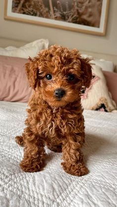 a small brown dog sitting on top of a bed