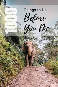 an elephant walking down a dirt road with the words things to do before you die