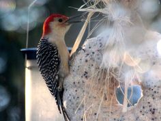 a red - bellied woodpecker perches on a bird feeder