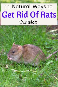 natural ways to get rid of rats outside Get Rid Of Rats Outside, Baking Soda Hacks, Homesteading Hacks, Mouse Poison, Kangaroo Rat