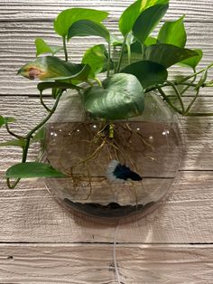 a glass vase filled with water and plants