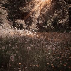 the sun shines brightly through the trees and grass in this field full of dandelions