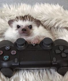 a hedgehog holding a video game controller in it's paws on a fluffy blanket