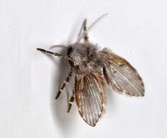 a close up of a small insect on a white surface