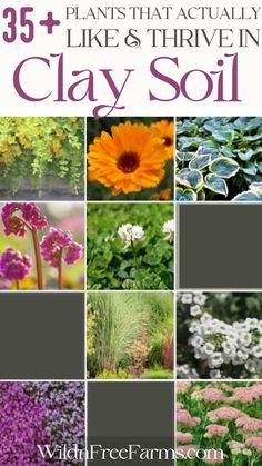 grow in clay soil Plants That Thrive In Clay Soil, Plants Clay Soil, Plants For Clay Soil Perennials, Clay Soil Plants, Herbs For Chickens, Planting In Clay, Narrow Garden, Full Sun Perennials, Vegetable Garden For Beginners