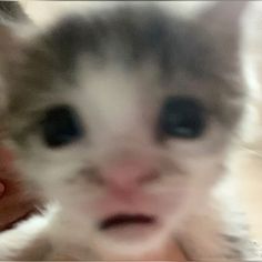 a blurry photo of a kitten looking at the camera