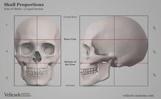 the skull proportion is shown in three different ways