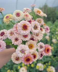 a hand holding a bunch of pink and white flowers in front of some green plants