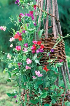 some flowers are growing in a wicker basket