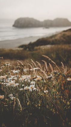 wildflowers in the foreground with an ocean and rocky coast in the background