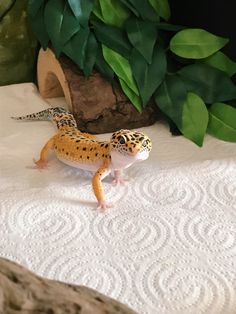 a leopard gecko on a white tablecloth next to a plant and potted tree