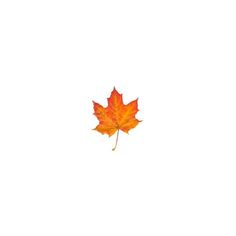 an orange maple leaf floating in the air