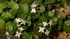 small white flowers are growing out of the green leaves on this plant in the woods