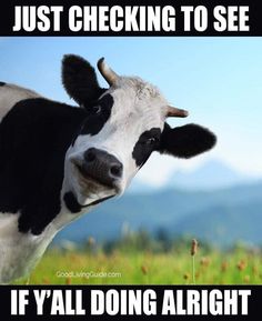 a black and white cow standing on top of a grass covered field with mountains in the background