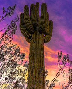 a large saguado cactus standing in front of a colorful sky