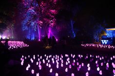 people are standing in the dark with purple lights on them and trees behind them, all lit up at night