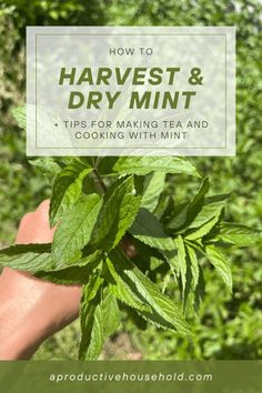 a hand holding up a green leafy plant with the words how to harvest and dry mint tips for making tea and cooking with mint