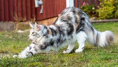 a cat walking across a grass covered field