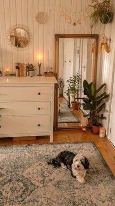 a black and white dog laying on top of a rug next to a dresser in a room