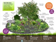 an info poster showing the different types of trees and shrubs in a garden, with information about each tree